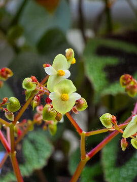 Delicate male flowers of an iron cross begonia (Begonia masoniana) displaying pale green and white tepals with yellow central stamens on reddish stems.
