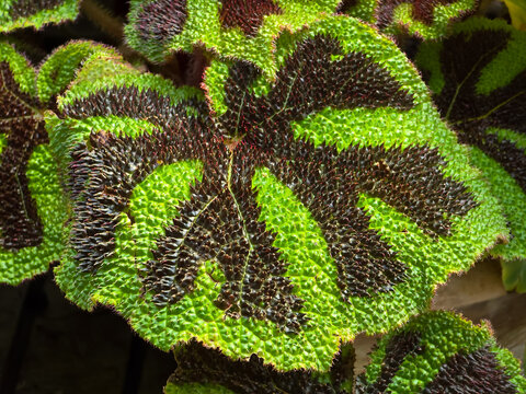 Close-up of the highly textured, puckered foliage of an iron cross begonia, Begonia masoniana, showcasing its distinctive dark brown, cross-shaped pattern in the center of lime green leaves