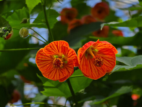 Pair of vibrant orange red flowering maple (Callianthe picta) bell-shaped blossoms displaying prominent red veins, growing among green leaves under natural light.