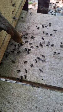Stingless Bee Hive Inside Wooden Log Box