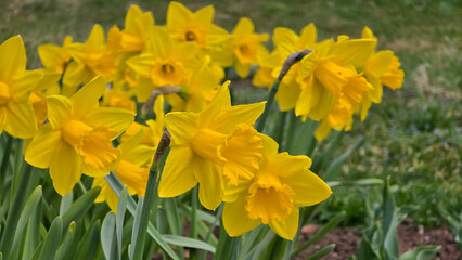Fototapeta premium Bright yellow Narcissus pseudonarcissus flowers blooming in a lush green garden bed during a sunny spring day, capturing a vibrant close-up view of fresh spring blossoms in natural light.