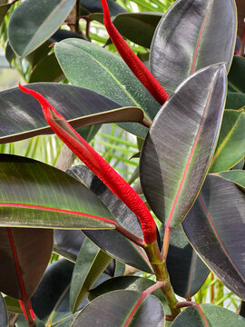 Ficus elastica plant featuring glossy dark green leaves and vibrant red stipule sheaths unfurling new growth, close-up in a brightly lit greenhouse setting.