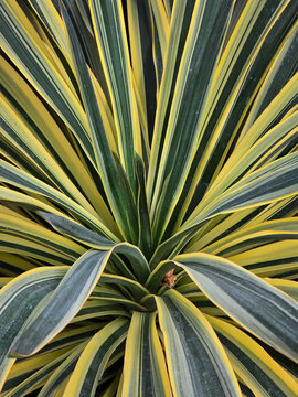 Yucca gloriosa Variegata rosette displaying long sword-like leaves with green centers and yellow margins, close-up top view in an outdoor garden setting.