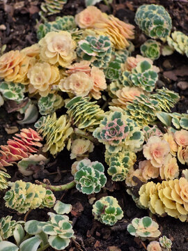 Phedimus takesimensis Atlantis stonecrop succulent displaying dense rosettes of variegated creamy-yellow and green leaves growing outdoors in garden soil.