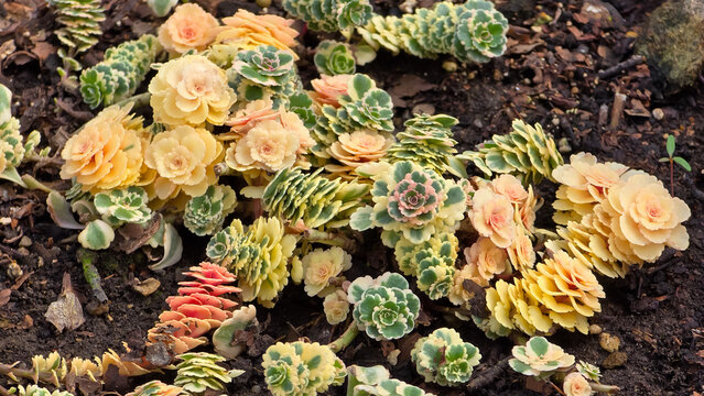 Variegated Sedum kamtschaticum succulent plants showing peach, yellow, and green rosettes growing in dark garden soil.