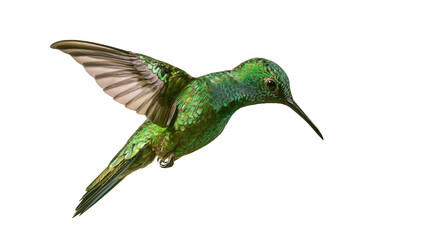Emerald green hummingbird in flight with wings spread © Solene