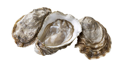 Three raw oysters, one opened showing pearly interior © Vetle