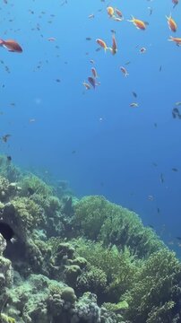 Watch as schools of bright fish dart among lush corals under dazzling sun in tropical paradise. Serene underwater world showcases diverse marine life, creating peaceful oasis for both sea creatures.
