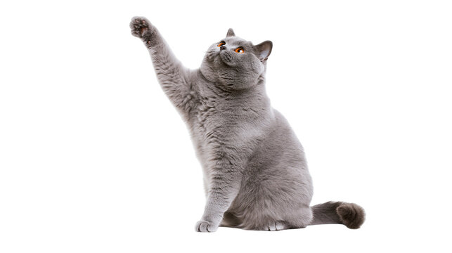British Shorthair cat with grey fur raising paw