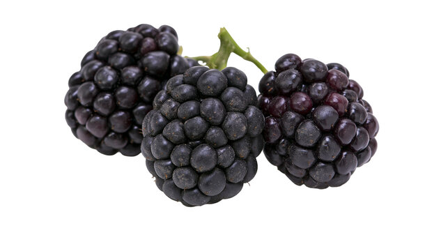 Three ripe blackberries with stem on white