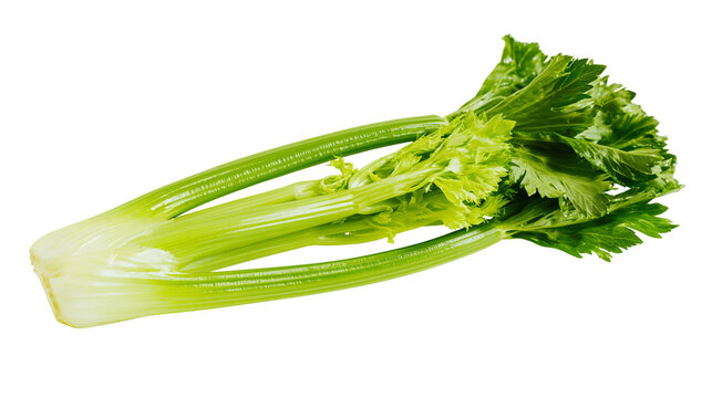 Fresh green celery stalks with leaves on white