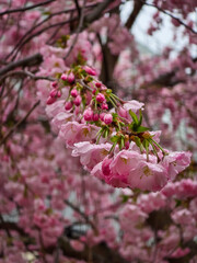 Fototapeta premium Close-up of a pink cherry blossom branch covered in fresh water droplets after rain, blooming beautifully in spring with a blurred pink floral background.