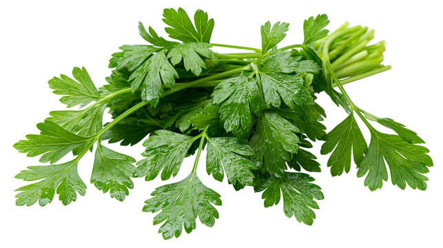 Fresh bunch of curly parsley with water droplets