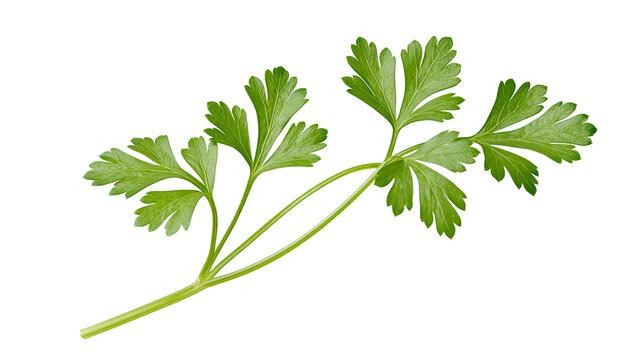 Fresh green parsley sprig with serrated leaves