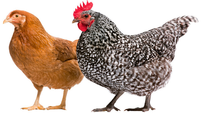 Brown hen and speckled rooster standing side by side