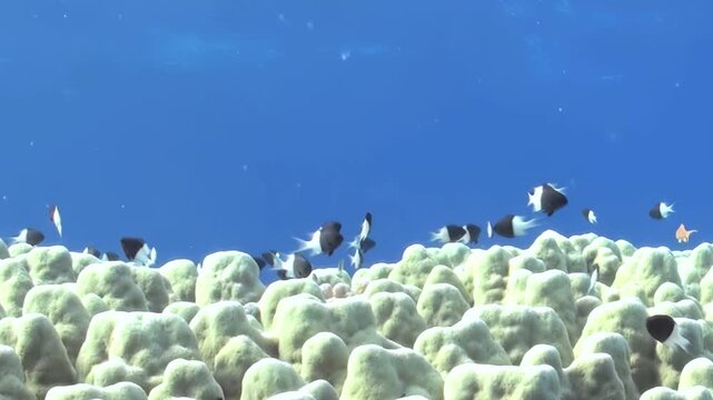 Schools of black and white fish flit playfully among vibrant coral formations. This sun-drenched oceanic habitat teems with active marine life, creating a tranquil display during daytime.