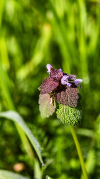 Close up of wild purple dead nettle blooming in spring
