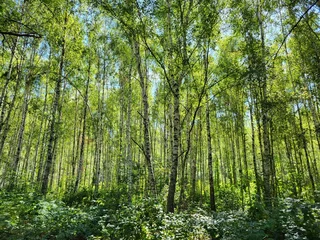 Fotobehang Berkenbos Dense vertical trunks of young birches in summer birch grove  © Tatuana