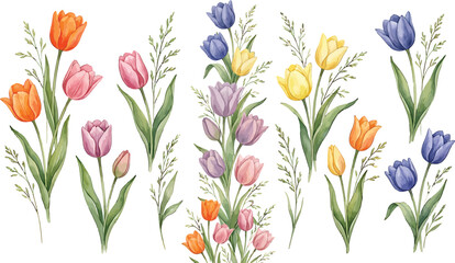 Fototapeta premium Watercolor tulip flower collection with green leaves and grass stems isolated on a white background vector illustration