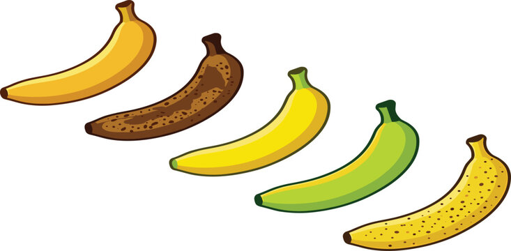 Banana ripening stages set showing fresh fruits from green unripe to yellow ripe and brown overripe spots conditions, vector