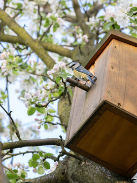 Spring and *Parus major*
