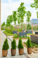 Fototapeta premium Green urban oasis with a pathway lined by trees in modern planters