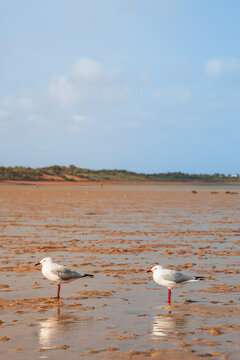 Gabbiani, Simpson Beach, Australia