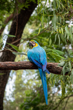 Ara Blu in Australia