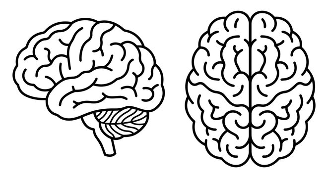 Human brain vector line art set, side and top view minimalist anatomy outline icons for neurology, psychology and AI concept.