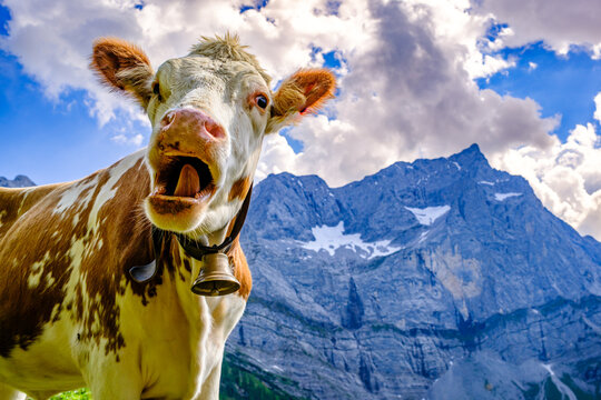 cow at the valley in austria - alpe eng