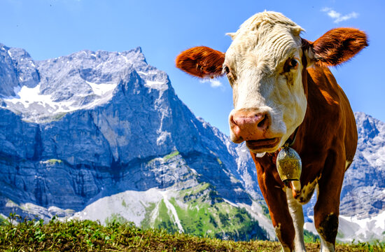 cow at the valley in austria - alpe eng