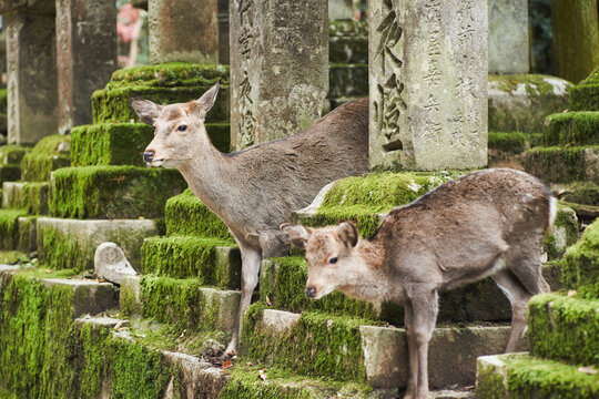 Sika deer in Kasugataisha shrine (Kasuga-taisha) of Nara public park, Nara, Japan.