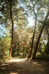 Fototapeta premium Sunlit forest walking trail through Mediterranean pine woodland