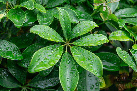 Green schefflera plant leaves with fresh water droplets after rain, showing natural growth and vibrant nature background