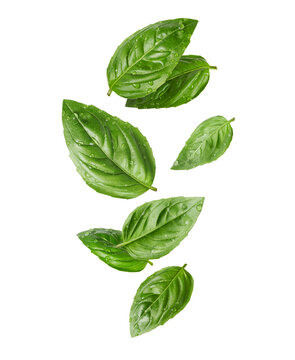 Fresh wet basil leaves with drops in the air close-up isolated on a white background