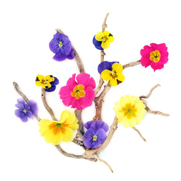 Pansy flower abstract background floral arrangement in yellow and purple on white. Decorative art square shape design for greeting card. Mystique variety. 