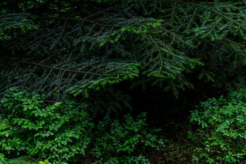 Dark forest background with fir branches © solidmaks
