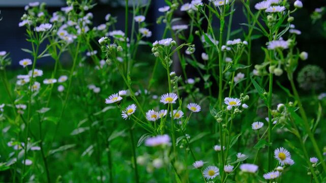 Mexican fleabane Erigeron karvinskianus or a very simila wildflowers swaying gently in summer breeze with tiny white blossoms and fresh green stems in natural garden landscape