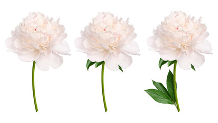 Set of three creamy white peony flowers isolated on white background. Botanical floral elements with different leaf variations for wedding invitations, greeting cards, clipart and floral design. © Yuliia