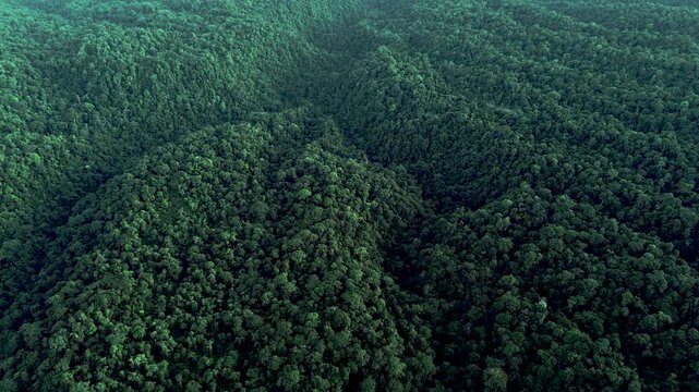 Aerial View of Dense Tropical Rainforest Canopy in Ecuador, Rolling Green Hills, Remote Amazon Biodiversity and Natural Forest Texture Background