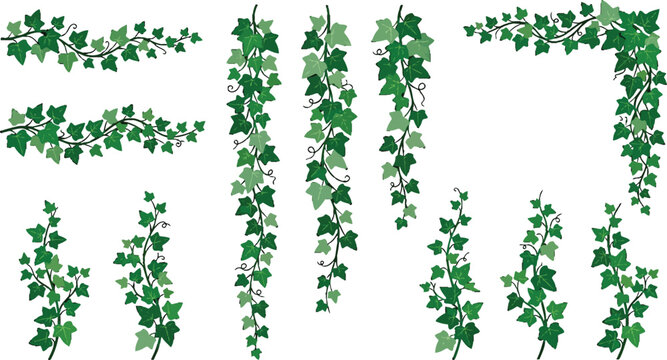 Set of green ivy vine branches and hanging foliage elements for decorative floral border design vector illustration