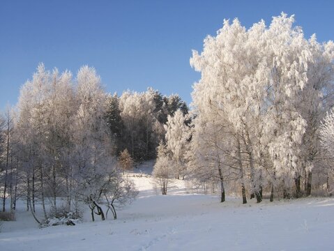 Isolated frozen trees covered in white snow standing in a snowy field. Landscape is dominated by white tones and a soft blue sky.