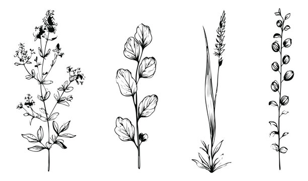 Sketch set of 4 wild botanical stems featuring meadow herbs, grass and berry sprigs for nature design