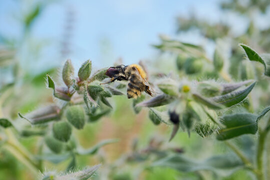 Bumblebee collecting nectar on plant with fuzzy green buds under blue sky