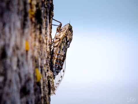 cigale sur un tronc d'arbre aux  aurores