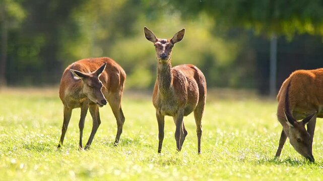 Red Deer Hind Grazing in Traditional Orchard Meadow on a Sunny Summer Morning | 4K