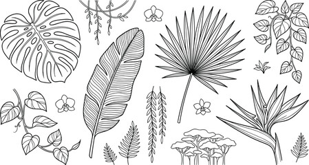 Tropical botanical leaves vector collection featuring black line art monstera banana leaf fan palm orchid bird of paradise flower and jungle vine elements on white background. © MDHELAL
