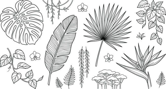 Tropical botanical leaves vector collection featuring black line art monstera banana leaf fan palm orchid bird of paradise flower and jungle vine elements on white background.