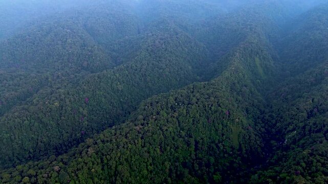 Aerial View of Deep Tropical Rainforest Valley in Ecuador, Forested Mountain Ridges, Blue Haze, Remote Amazon Wilderness and Nature Background