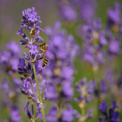 Bienen2   sie sammeln den Nektar aus dem Lavendel © Photograf